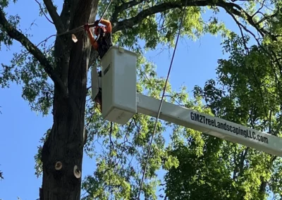 A crew member in a bucket truck next to a tree in Watertown