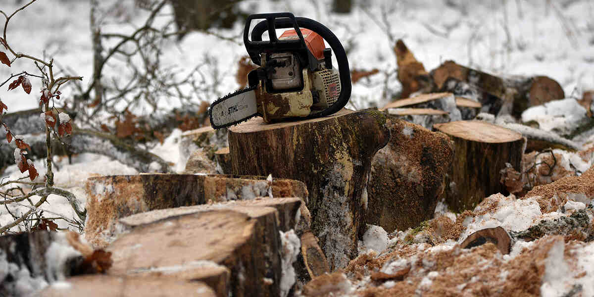 what to do with tree stumps