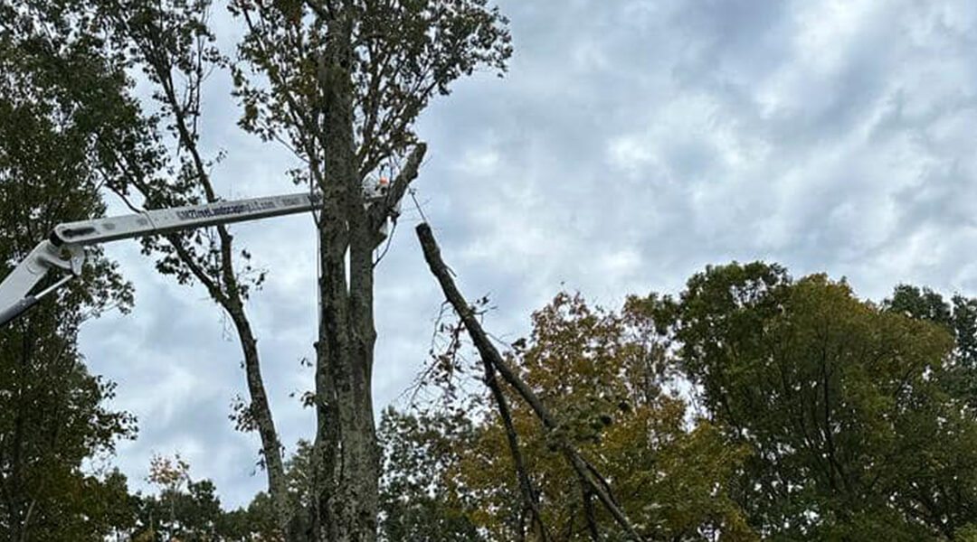 Winter Tree Care Tips for Homeowners in Oakville, CT